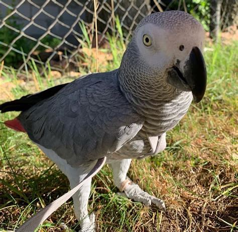 female african grey parrot for sale